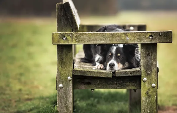 Each, dog, bench