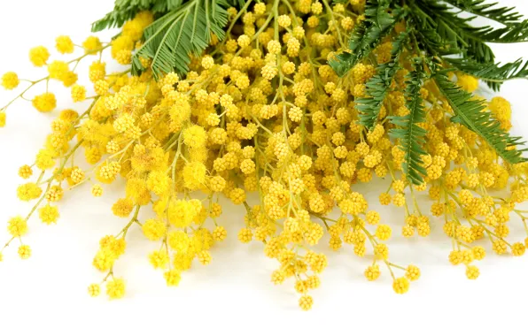 Flowers, yellow, spring, yellow, flowers, spring, delicate, Mimosa