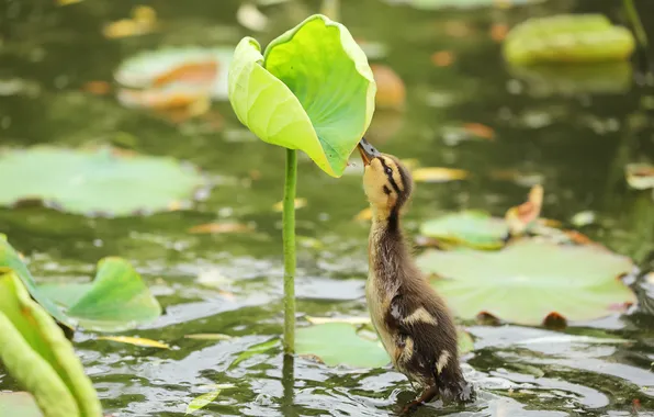 Leaf, duck, chick, pond, duck