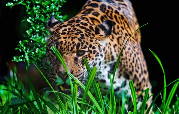 Grass, look, face, predator, Jaguar