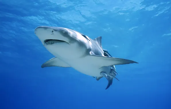 Shark, large, white