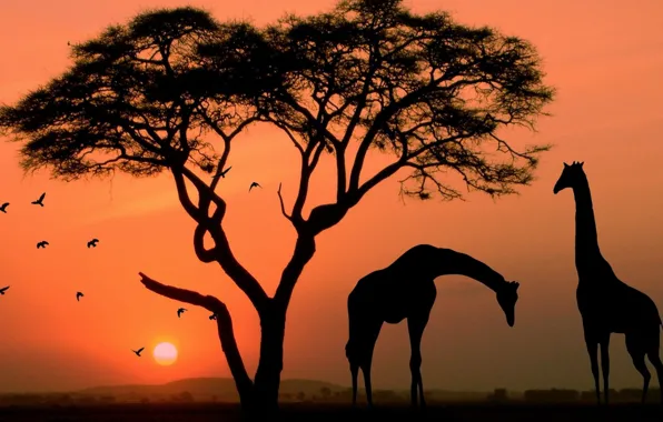 Animals, sunset, tree, africa, giraffes