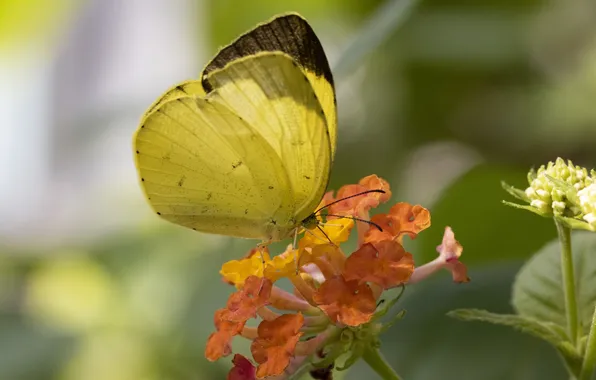 Flower, macro, butterfly, wings, beautiful, closeup