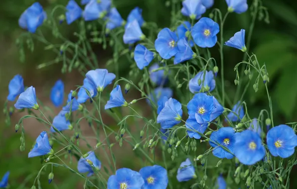 Flowers, blue, stems, len