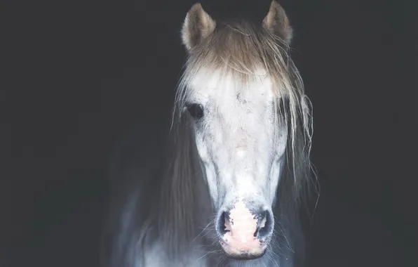 Face, background, horse