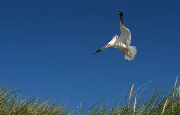 The sky, nature, bird