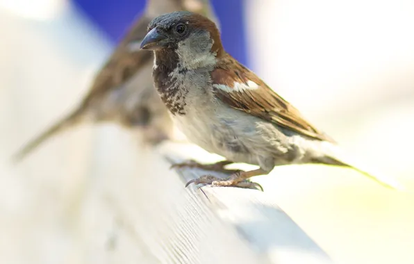 Animals, background, bird, Wallpaper, blur, feathers, beak, Sparrow