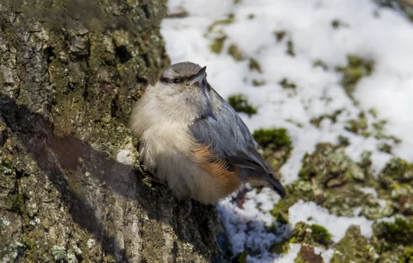 Winter, look, tree, bird, sitting, nuthatch