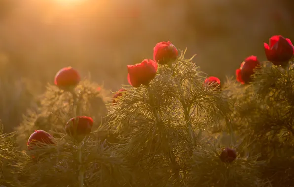 Buds, peonies, wild peonies