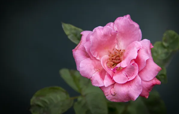 City, rose, Flowers, sri lanka, colombo, thanujan, thanujan thanabalasingam, thanujan_t