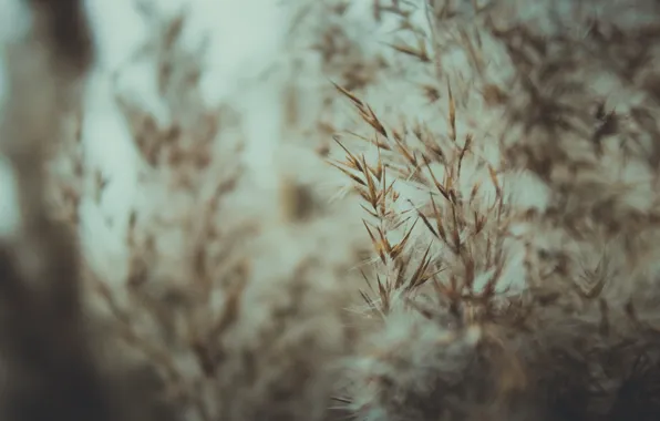 Winter, macro, reed, weather