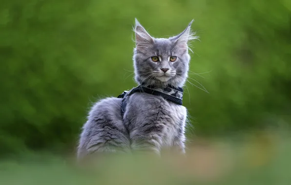 Cat, look, nature, kitty, grey, collar, face, sitting