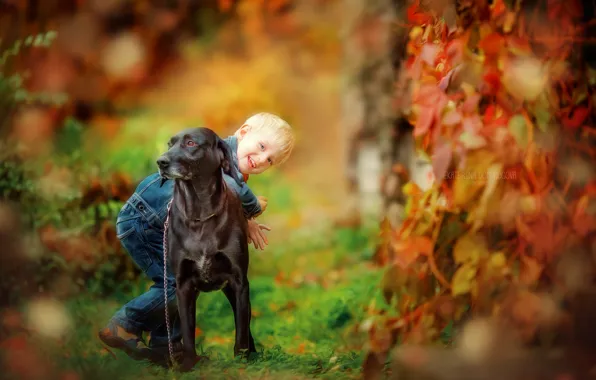 Autumn, nature, dog, boy