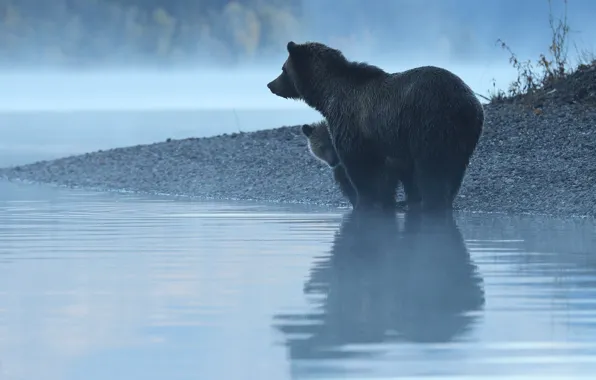 Water, reflection, river, morning, bear, bear, bear