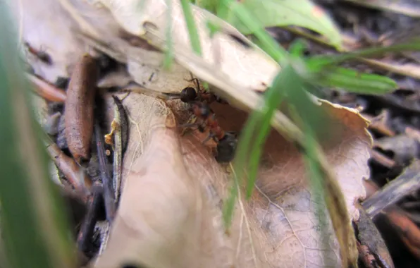 Autumn, insects, ants, widescreen, dry leaves, macro flowers nature
