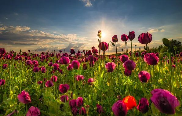 Greens, field, summer, the sky, the sun, clouds, rays, light