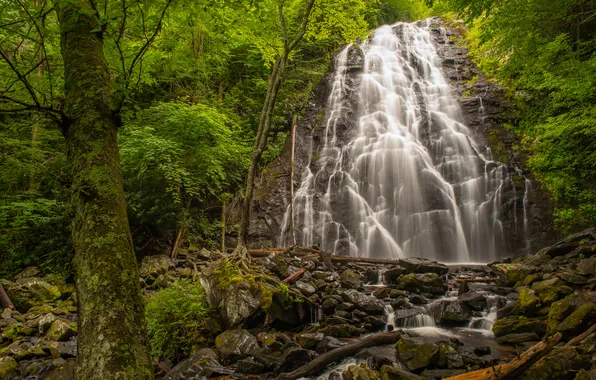 Picture forest, nature, river, waterfall