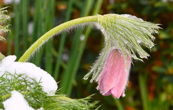 Picture macro, snow, spring, sleep-grass, cross