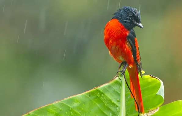 Picture rain, bird, al minivet, Himalayan fire licenced