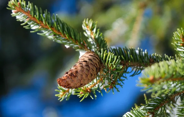 Light, needles, branches, spruce, branch, bump, needles, coniferous