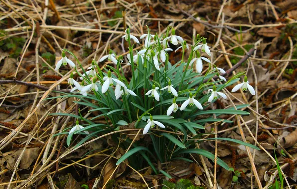 Picture white, snowdrops, blooming, speing