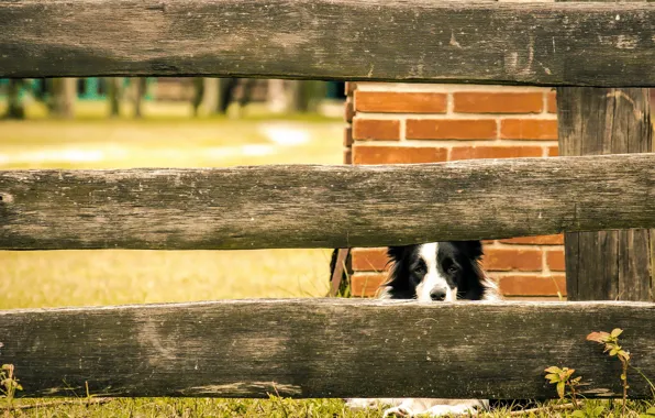 Look, each, the fence, dog