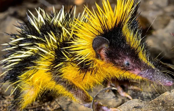 Animals, background, barb, mammals, chord, tenrec, afrosoricida, tenrec madagascar