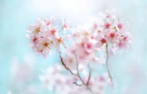 Picture macro, flowers, branches, cherry, spring, Sakura, pink, flowering
