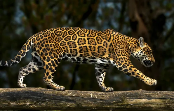 Predator, Jaguar, log, wild cat
