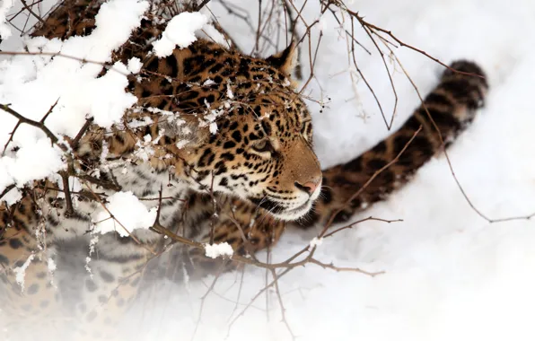 Picture winter, cat, snow, Jaguar