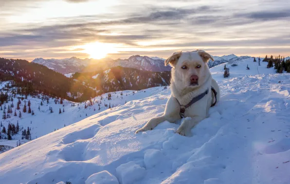 Picture winter, snow, mountains, nature, dog, Austria, Alps, dog