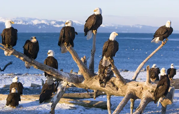 The sky, landscape, mountains, nature, tree, eagle, pack, Orlan