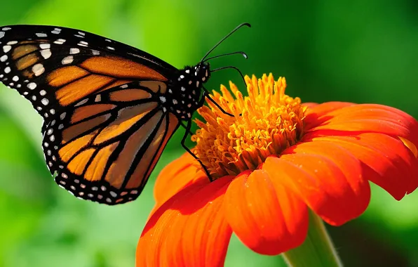 Butterfly, insect, beuty