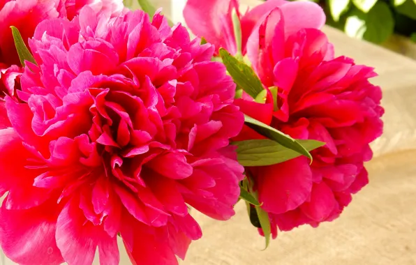 Flowers, widescreen, Wallpaper, wallpaper, widescreen, background, the Wallpapers, peonies