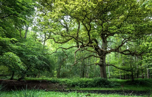Picture forest, trees, green