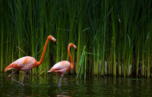 Picture lake, cane, Flamingo, CA, sacramento zoo
