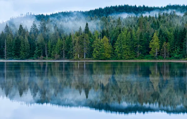 Forest, trees, fog, lake, Canada, Morton British Columbia