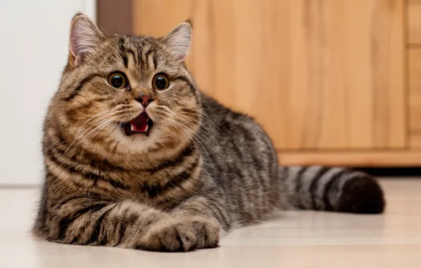 Look, Cat, muzzle, lies, on the floor