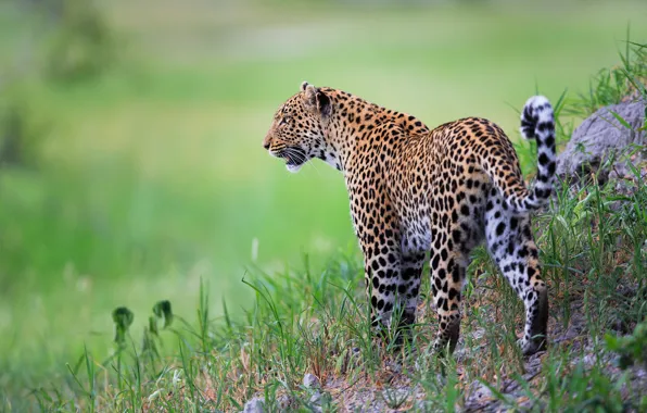 Picture grass, leopard, wild cat, bokeh