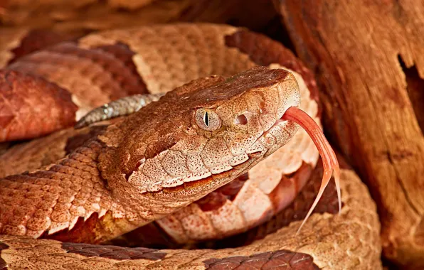 Language, macro, snake, Viper, Odnogolosy Copperhead