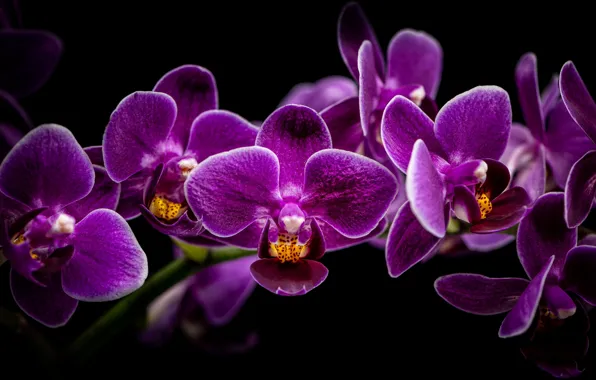 Branch, black background, orchids, Orchid, SIRENIA