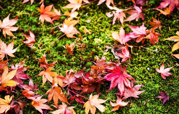 Picture autumn, grass, leaves, background, colorful, grass, background, autumn