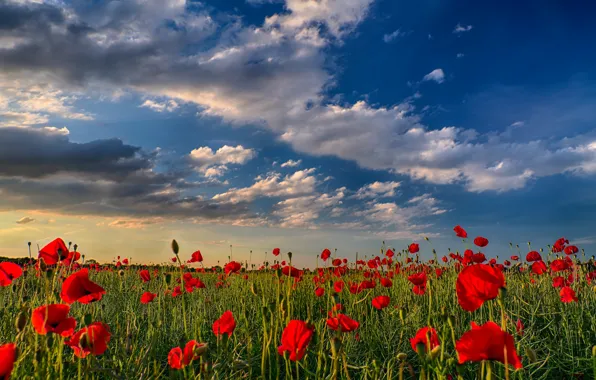 Field, the sky, clouds, sunset, flowers, nature, Maki