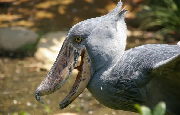 Picture head, beak, fishing, Shoebil, Royal Heron, The shoebill