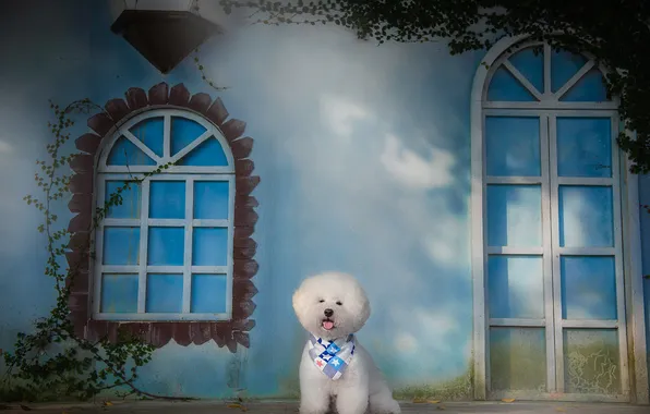 Language, the sky, look, clouds, nature, pose, wall, dog