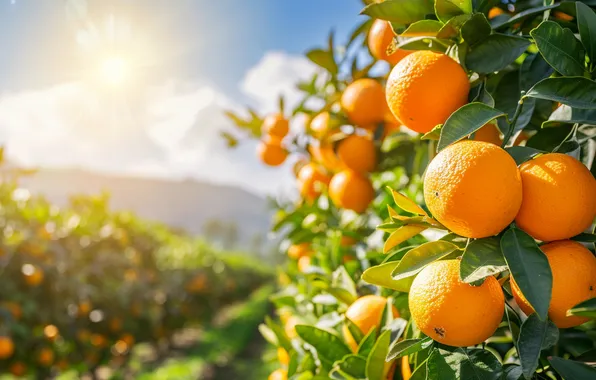 Leaves, the sun, mountains, branches, oranges, garden, harvest, fruit