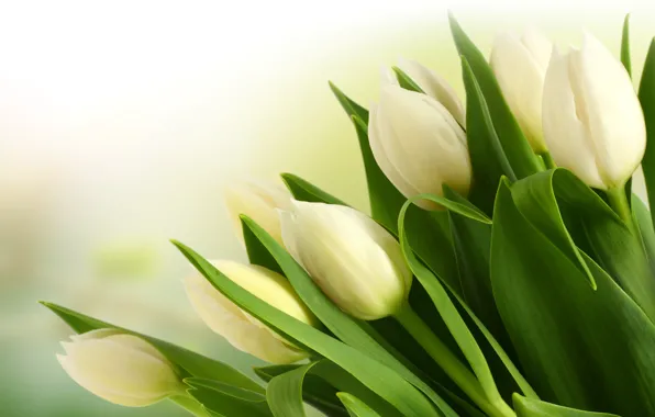 Bouquet, tulips, white