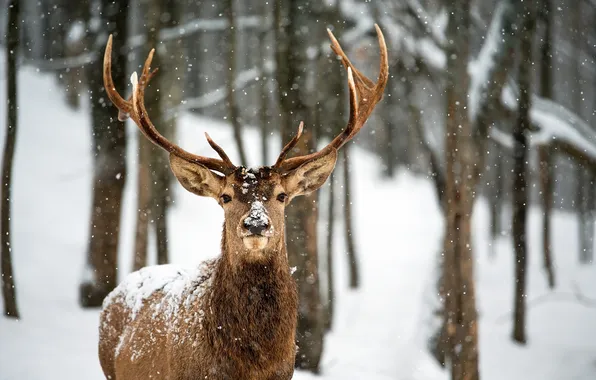 Picture winter, snow, deer