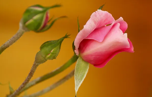 Macro, roses, petals, buds