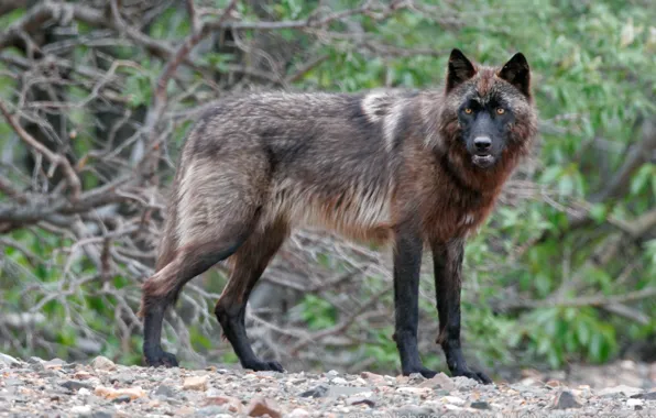 Picture nature, predator, animal, wolf, wildlife, black wolf, Canis lupus, portrait.